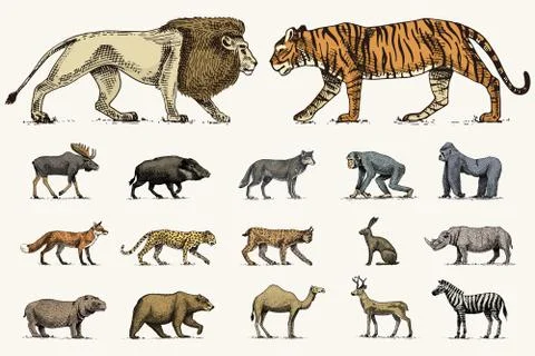Gorilla, moose or eurasian elk, camel and deer, rhinoceros. hare, wolf and bear イラスト素材