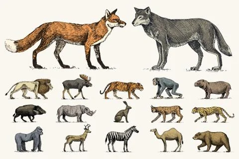 Gorilla, moose or eurasian elk, camel and deer, rhinoceros. hare, wolf and bear Illustrazione stock