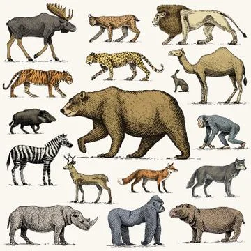 Gorilla, moose or eurasian elk, camel and deer, rhinoceros. hare, wolf and bear Stock Illustration