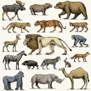 Gorilla, moose or eurasian elk, camel and deer, rhinoceros. hare, wolf and bear Stock Illustration