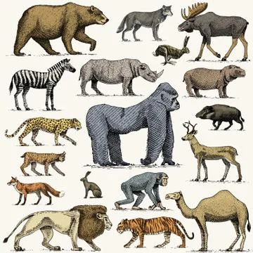 Gorilla, moose or eurasian elk, camel and deer, rhinoceros. hare, wolf and bear イラスト素材