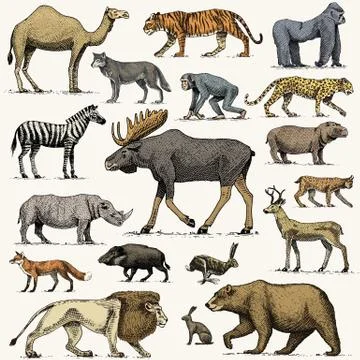 Gorilla, moose or eurasian elk, camel and deer, rhinoceros. hare, wolf and bear イラスト素材