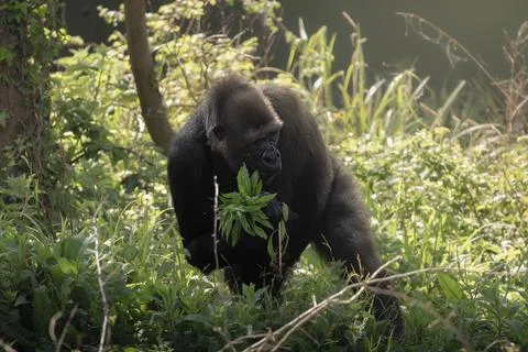 Gorilla on the move Stock Photos