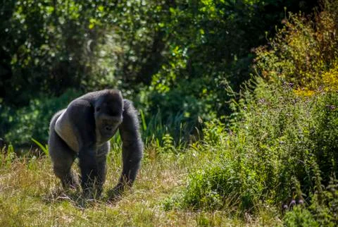 Gorilla moving Stock Photos