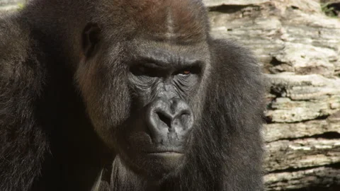 Gorilla in a natural park Stock Footage 166890054