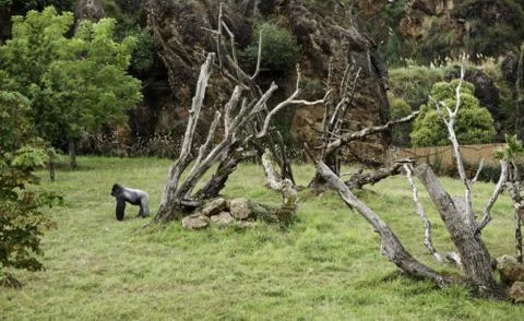 Gorilla in the nature Stock Photos