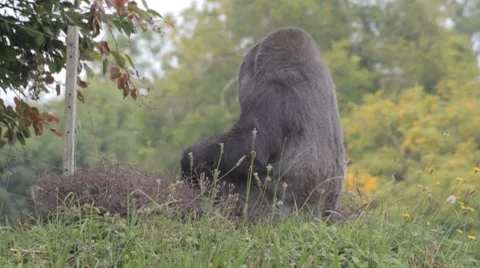 Gorilla in nest Video stock 8606195