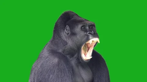 Gorilla with open mouth on a green screen. Stock Footage 340421769