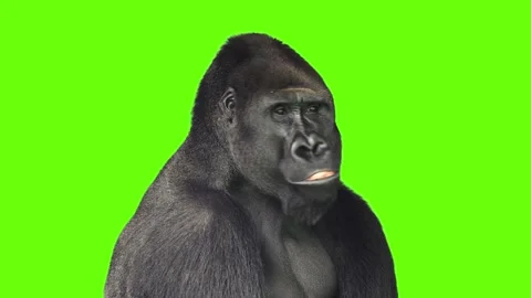 Gorilla opens his mouth and then closes it on green screen Stock Footage 330574076
