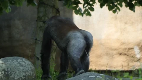 Gorilla Peeing While Walking In The Zoo.... | Stock Video | Pond5