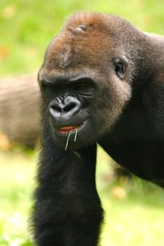 Gorilla Stock Photos