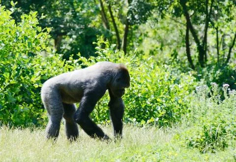 Gorilla Stock Photos