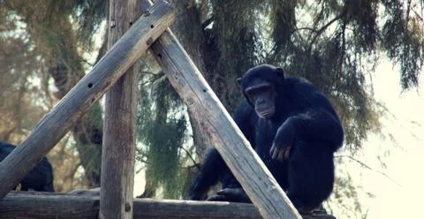 Gorilla Stock Photos