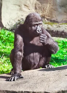 Gorilla Stock Photos