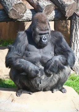 Gorilla Stock Photos