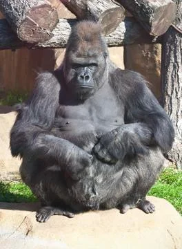 Gorilla Stock Photos