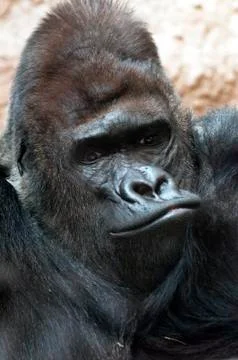 Gorilla Stock Photos