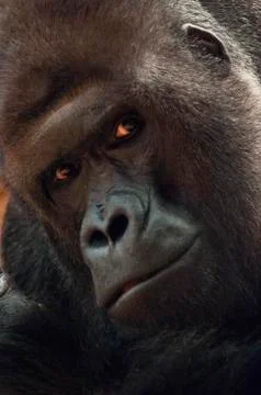 Gorilla Stock Photos