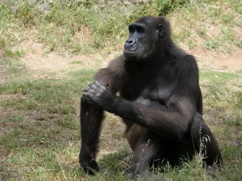 Gorilla Stock Photos