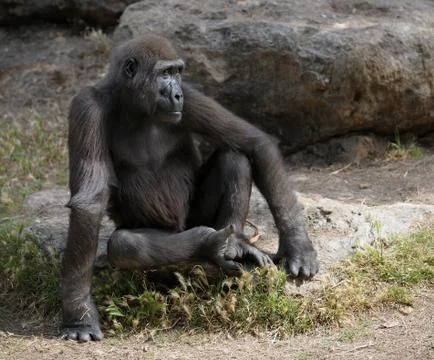 Gorilla Stock Photos
