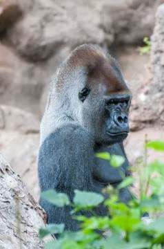 Gorilla Stock Photos