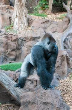 Gorilla Stock Photos