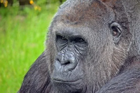 Gorilla Stock Photos