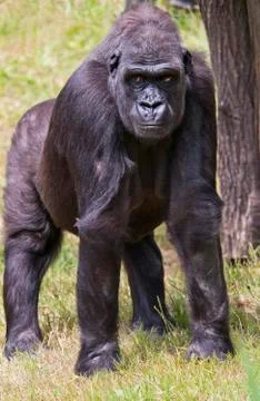 Gorilla Stock Photos