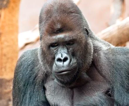 Gorilla Foto stock