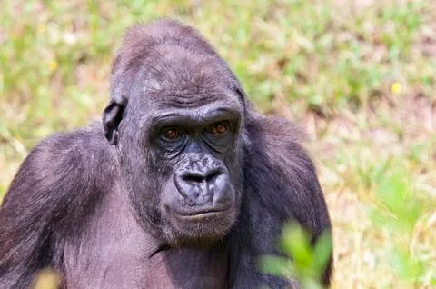 Gorilla Stock Photos