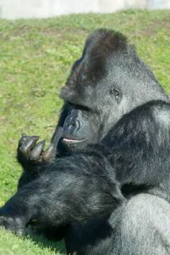 Gorilla Stock Photos