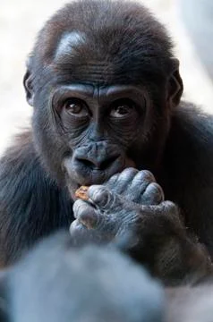 Gorilla Stock Photos