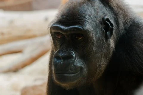 Gorilla Stock Photos