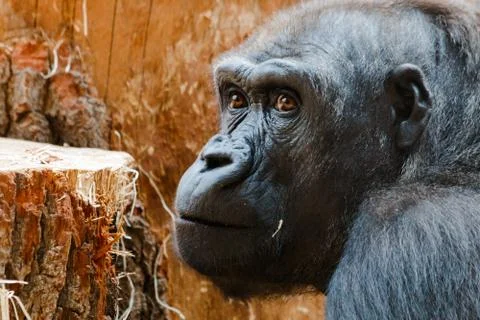 Gorilla Stock Photos