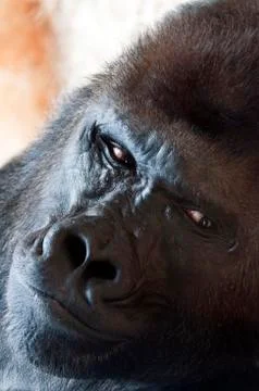 Gorilla Stock Photos