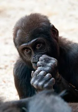 Gorilla Stock Photos
