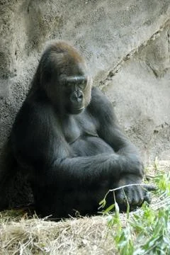 Gorilla Stock Photos