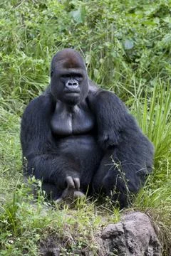 Gorilla Stock Photos