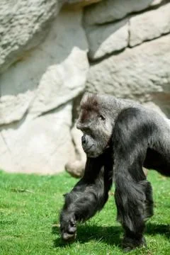 Gorilla Stock Photos