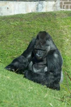 Gorilla Stock Photos