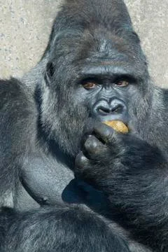 Gorilla Stock Photos