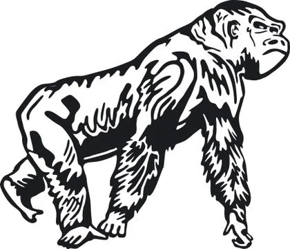 Gorilla Stock Photos