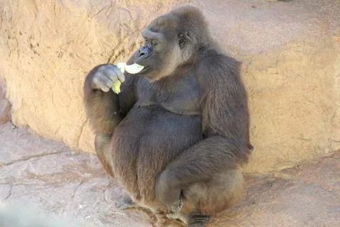 Gorilla Stock Photos