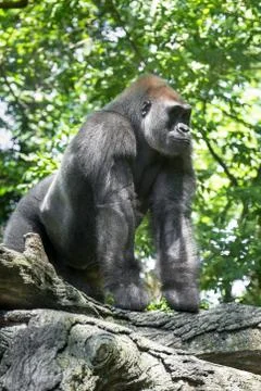 Gorilla Stock Photos