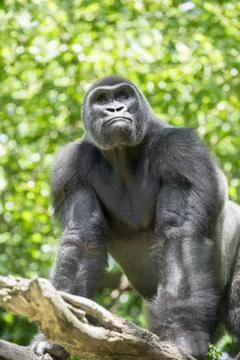 Gorilla Stock Photos