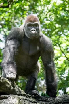 Gorilla Stock Photos