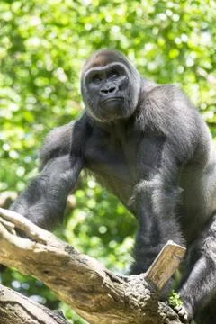 Gorilla Stock Photos