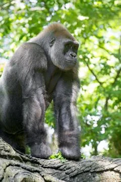 Gorilla Stock Photos