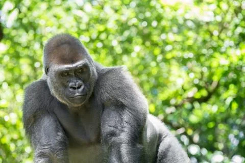 Gorilla Stock Photos