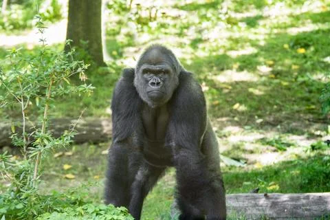 Gorilla Stock Photos